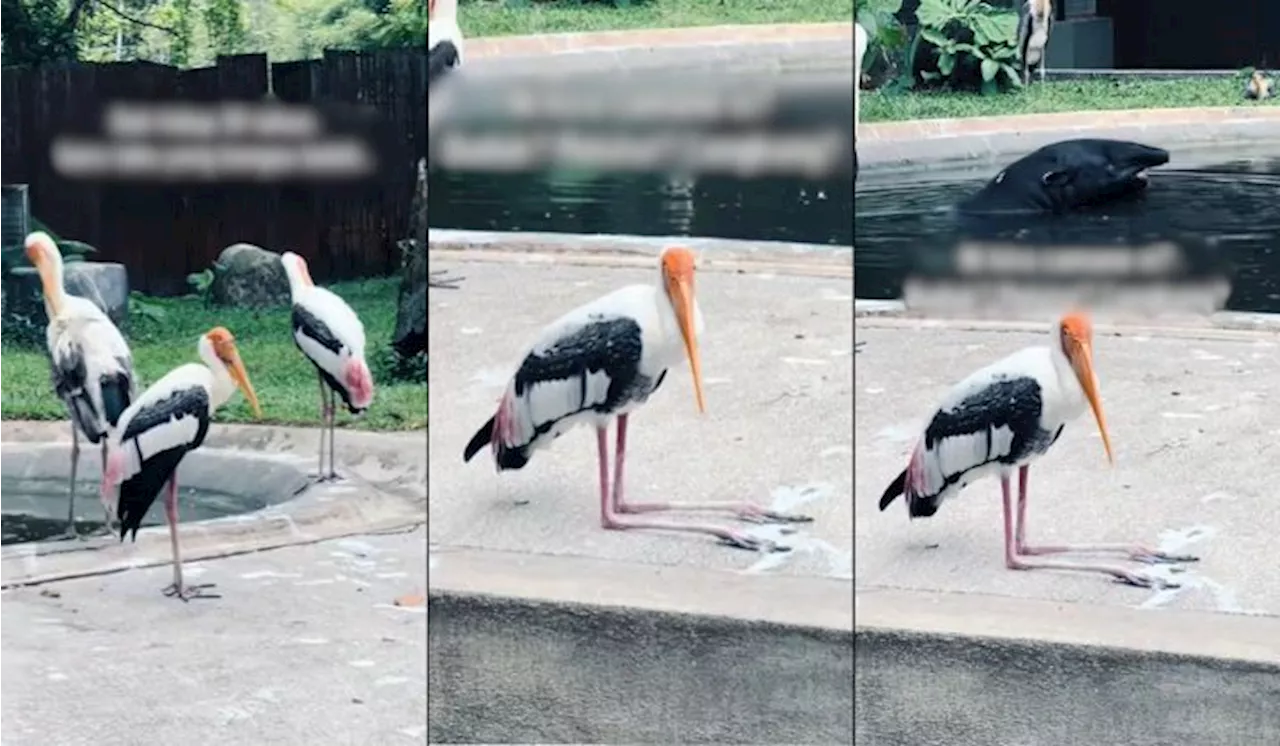 “Macam Tengah Tahiyat” – Video Bangau ‘Duduk’ Bikin Ramai Garu Kepala