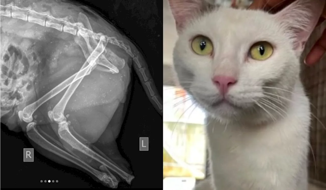 “No Bite Marks, Lesions Likely Caused By Sharp Equipment” – Lily The UM Cat’s Autopsy Report