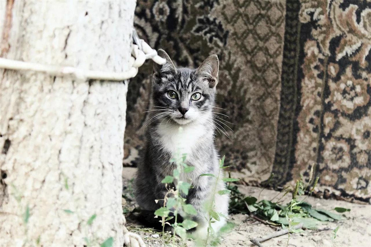 Syros Cats Seek Volunteers to Help Care for Stray Cats