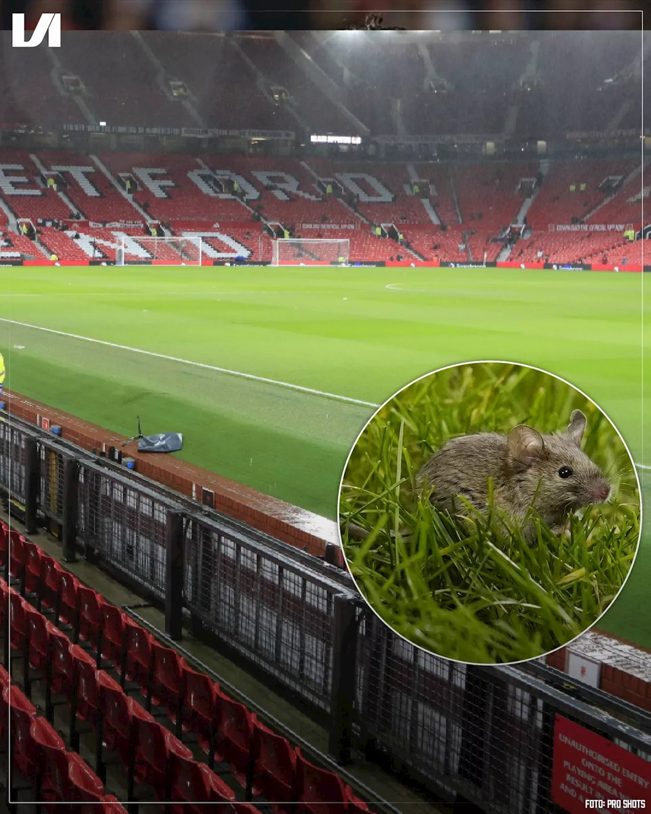 'Nog meer problemen op Old Trafford: na lekkage nu ook ongedierte'