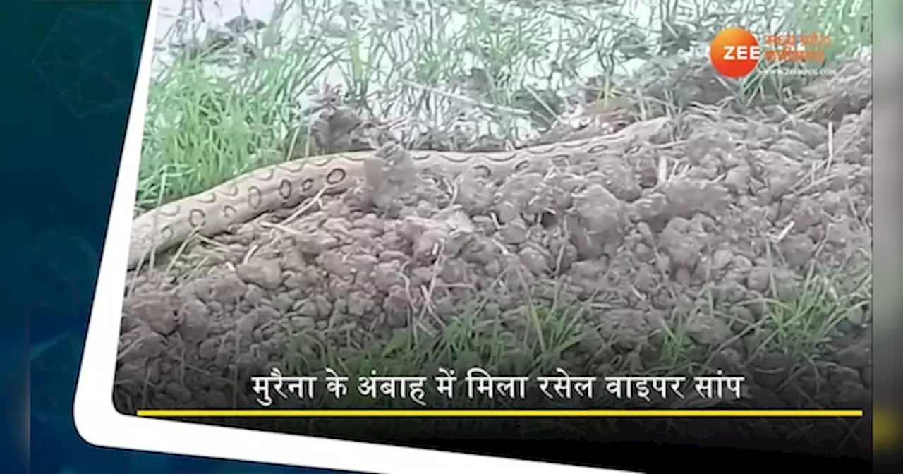 खेत में धूप सेंक रहा था रसेल वाइपर, फिर इस तरह हुआ रेस्क्यू, देखें Video