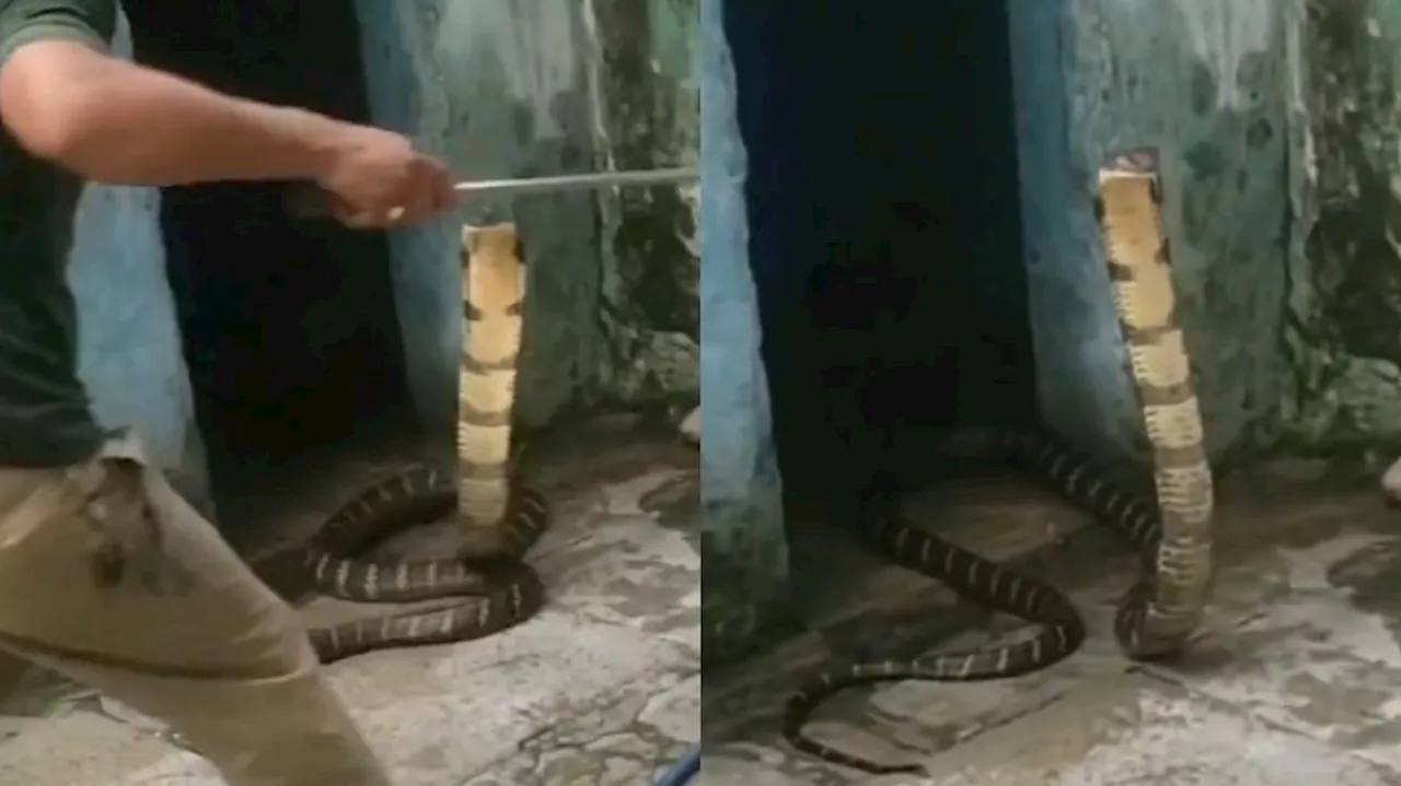 Cobra Snake Video: స్నేక్ క్యాచర్‌కు సుస్సు పోయించిన కింగ్ కోబ్రా.. షాకింగ్ వీడియో వైరల్..