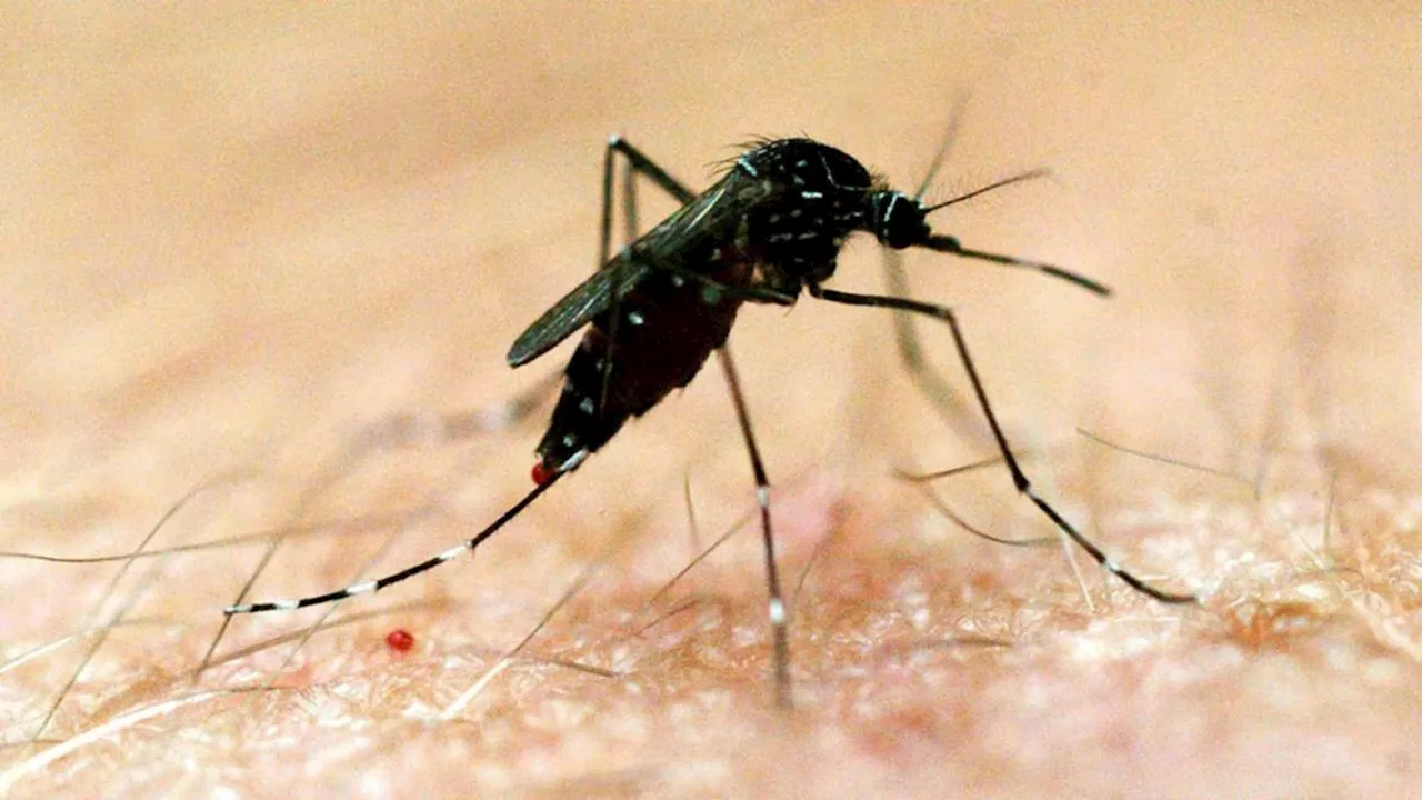 Deadly Virus Warning in Queensland Amid Heavy Rain and Mosquito Concerns