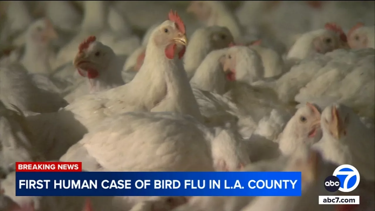 First Human Case of H5 Bird Flu Detected in Los Angeles County