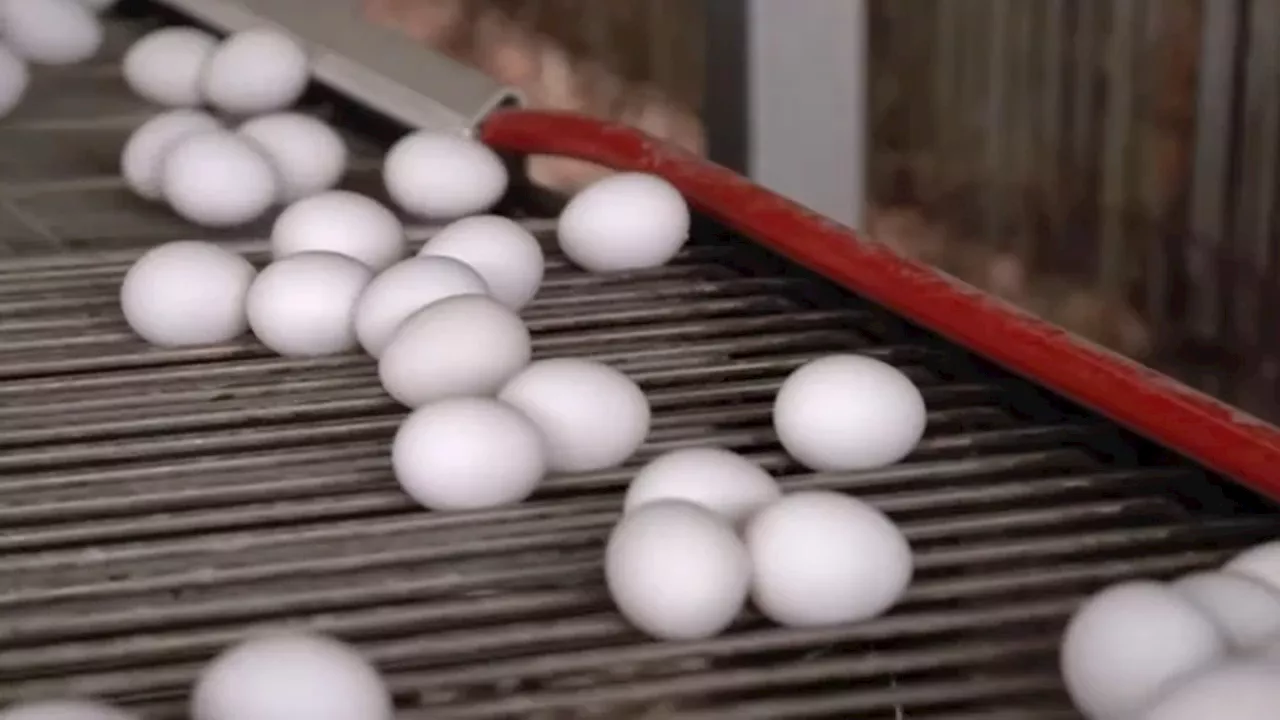 Costco Organic Egg Recall Upgraded to Highest Risk Level Due to Salmonella Concerns