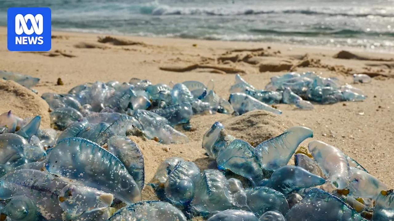 Bluebottle Forecast: Scientists Develop Tool to Predict Marine Stinger Beach Arrivals