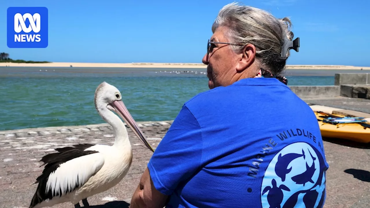 Botulism Surge in Pelicans Sparks Bird Flu Fears