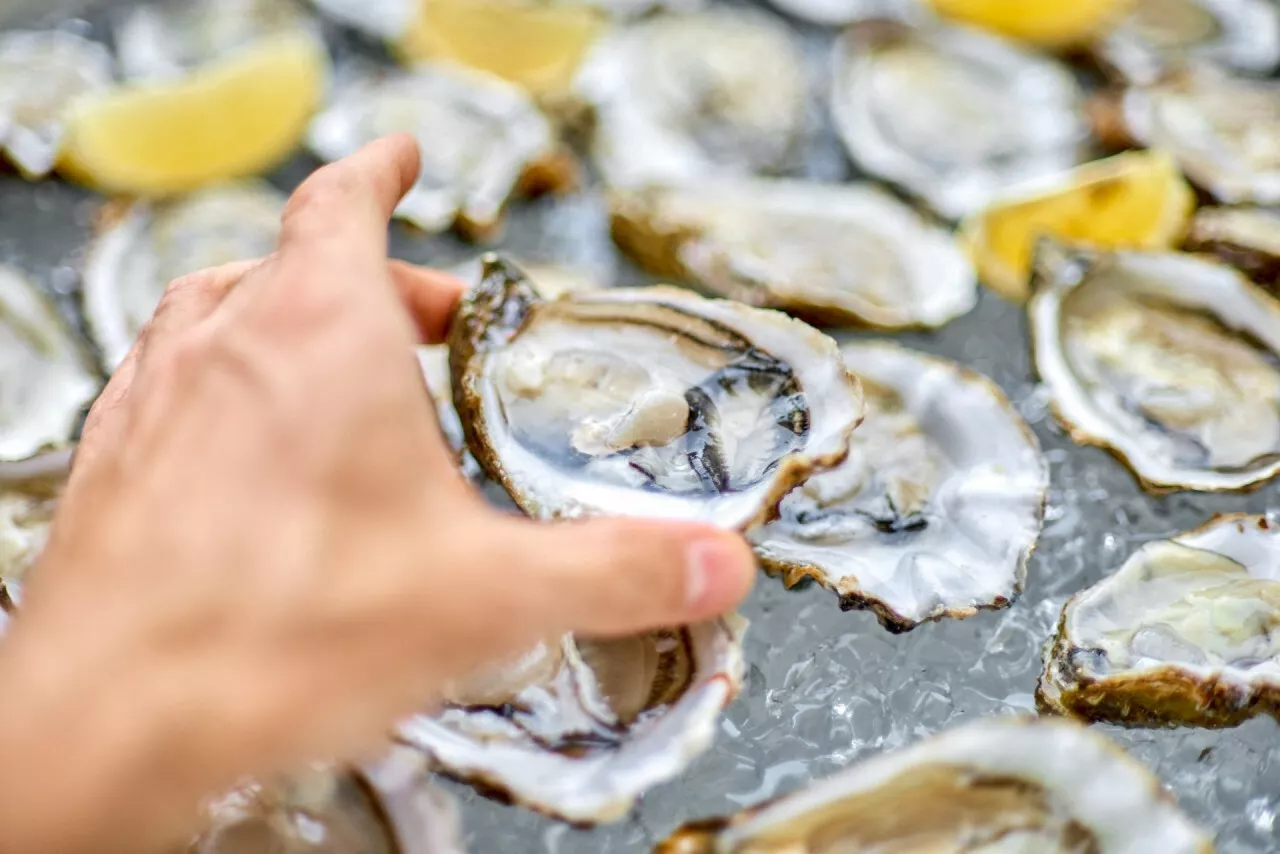 Bordeaux Recyclable Les Coquilles de Fruits de Mer pendant les Fêtes