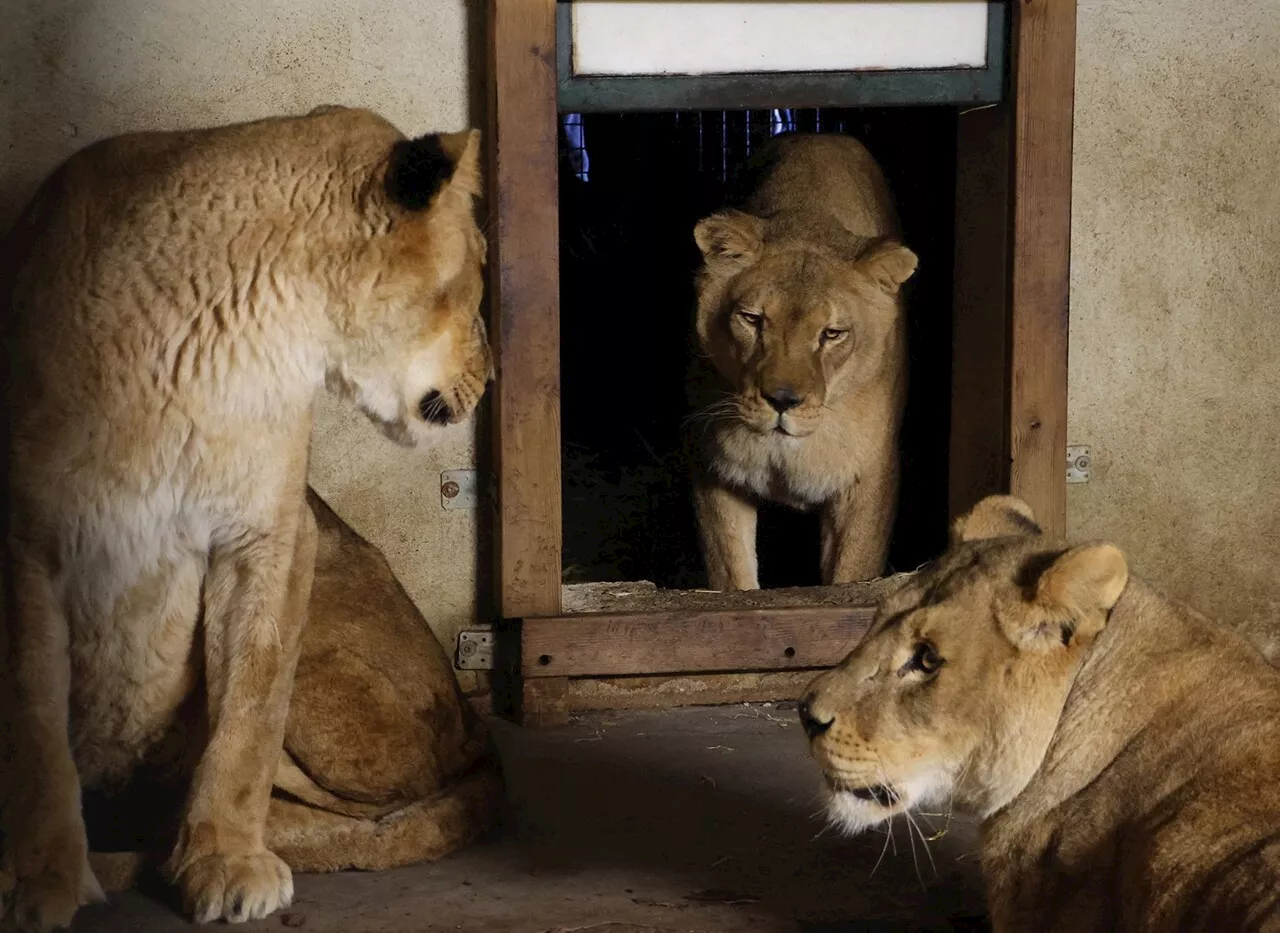 Three Circus Lionesses Find New Home in South Africa