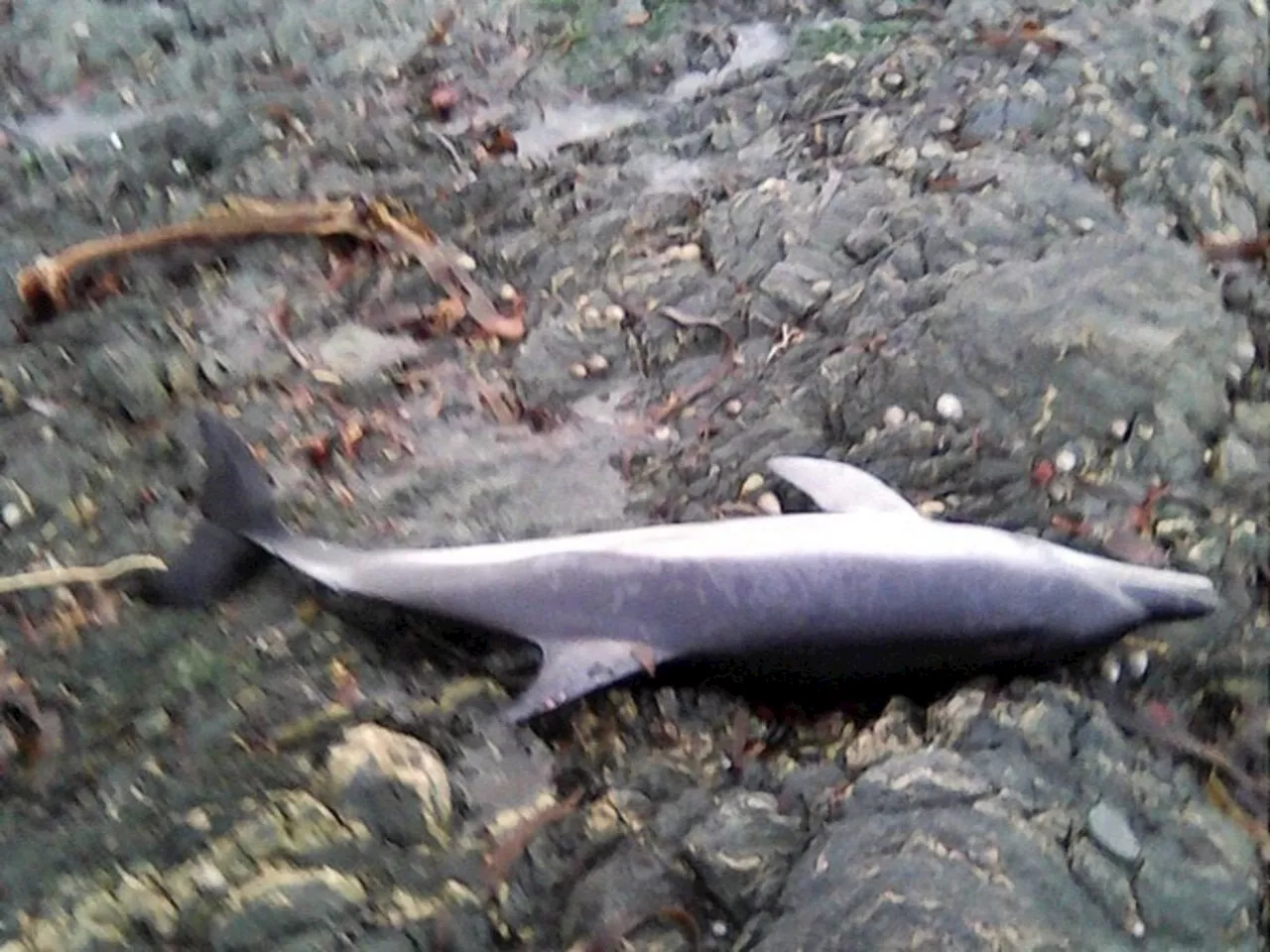 Un dauphin retrouvé échoué sur la plage de Querqueville après la tempête Enol