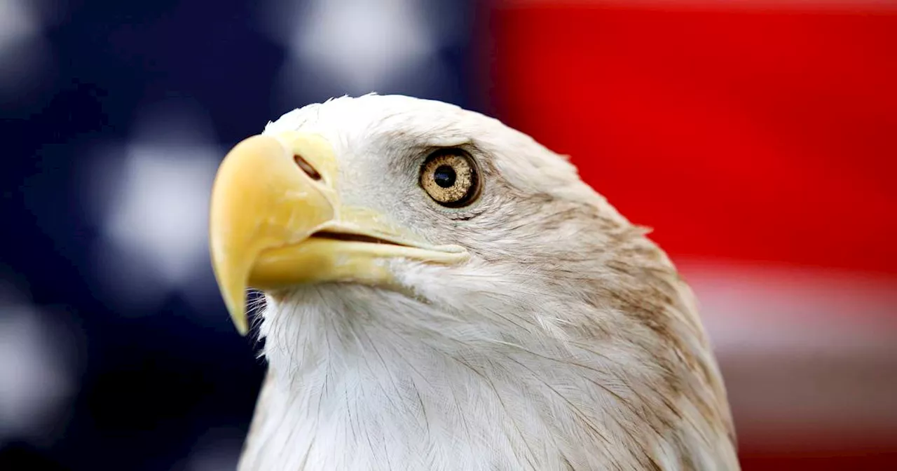 Bald Eagle Officially Becomes the National Bird of the US