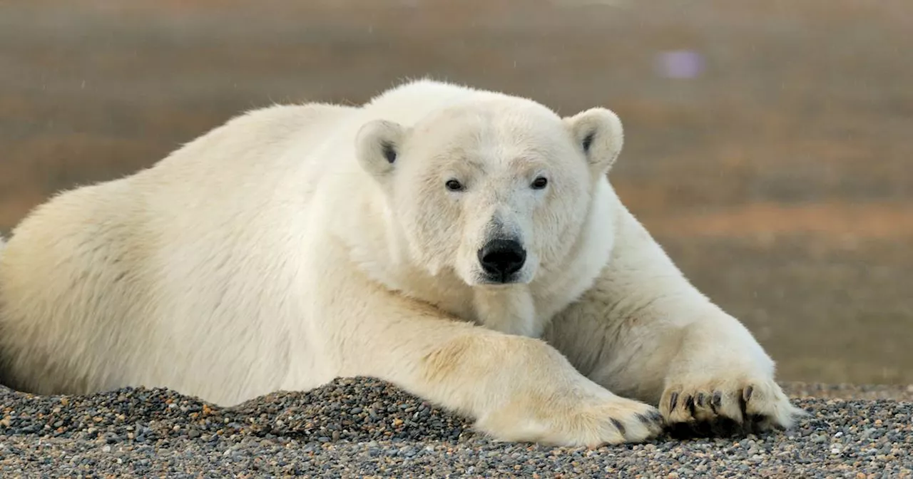 Climate Change Threatens Polar Bears