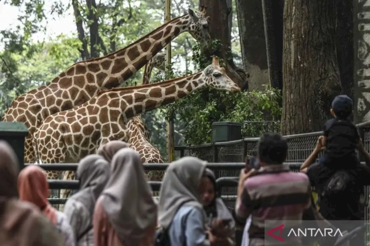 Taman Margasatwa Ragunan Gelar 'Keeper Talk' dan Berbagi Edukasi Natal dan Tahun Baru