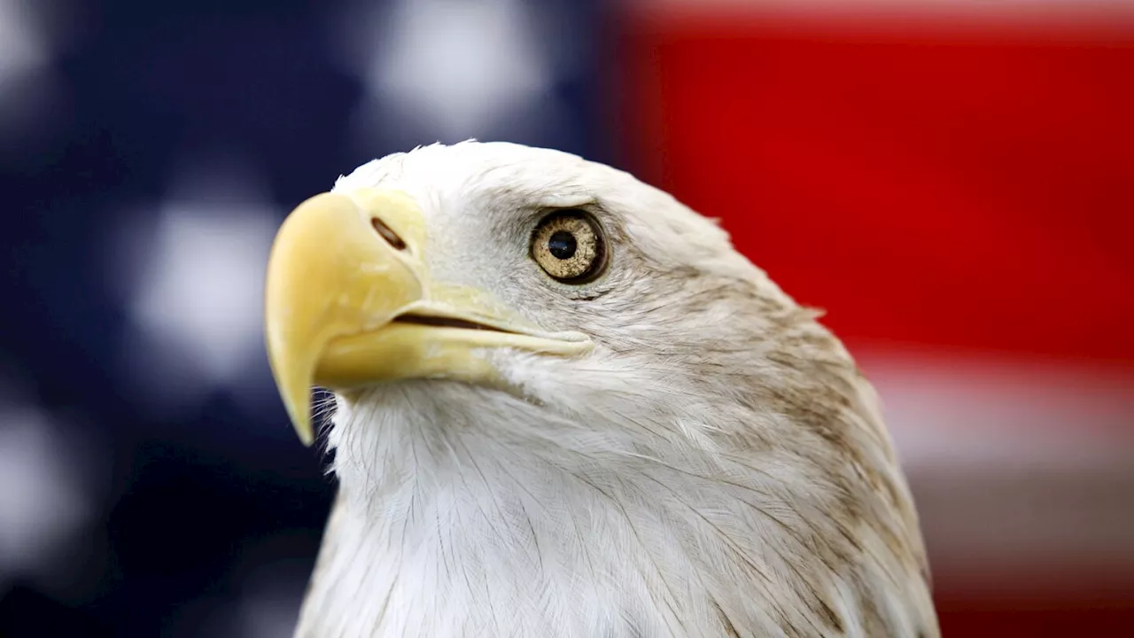 Bald Eagle Officially Becomes National Bird of the United States