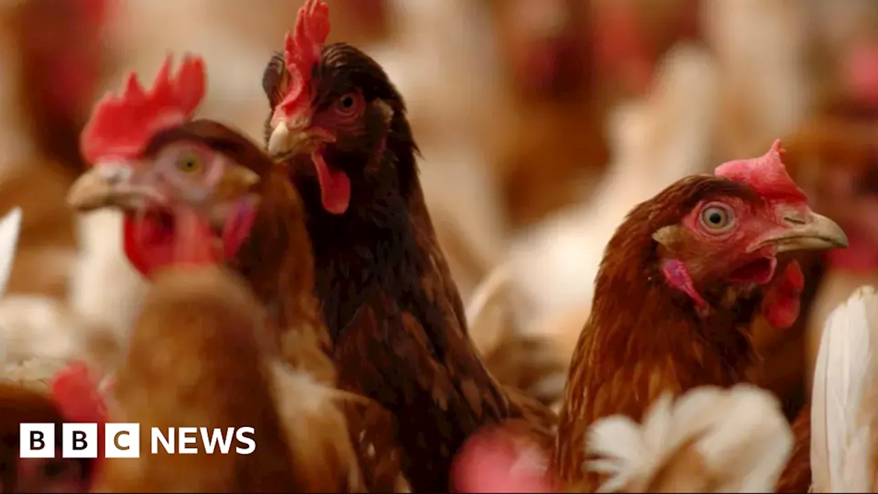 Bird Flu Detected in More Norfolk Premises, New Culls Ordered