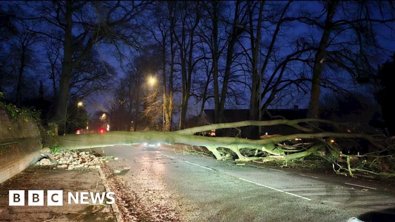 Leaning Tree Falls on Busy Cheshire Road Despite Safety Assessment