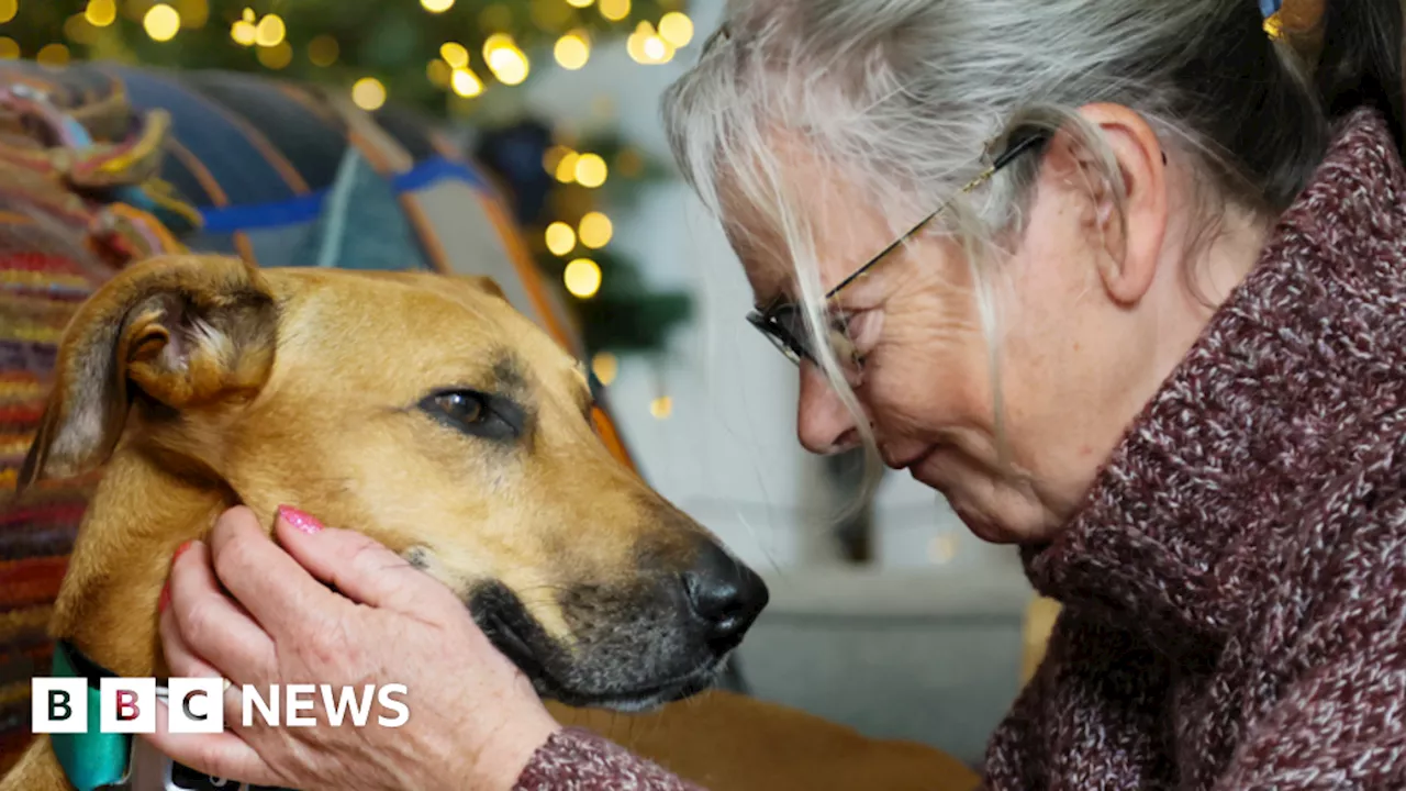 Rescue Dog Celebrates First Christmas in a Home After 1,000 Days in Kennels