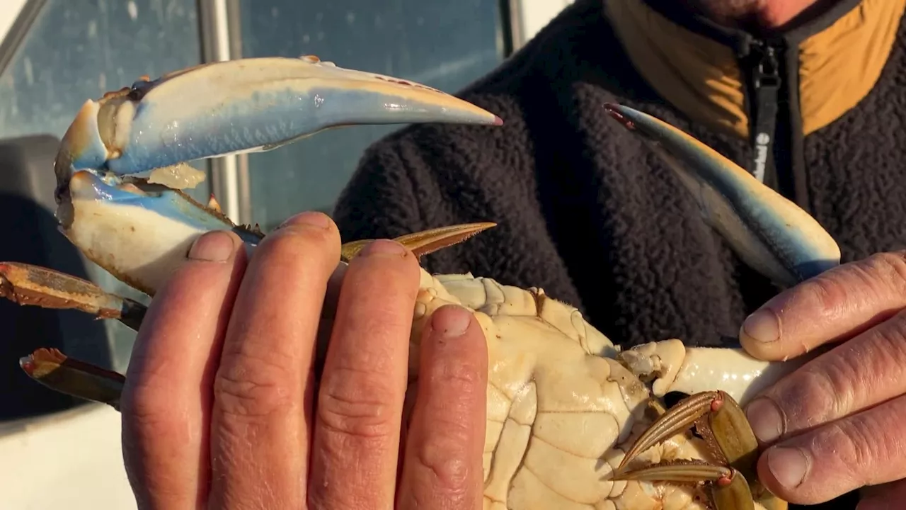 Le crabe bleu s'installe dans le Var et menace les pêcheurs