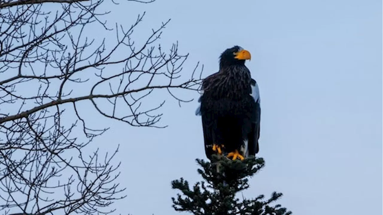 Rare Steller's Sea Eagle Found in Newfoundland National Park