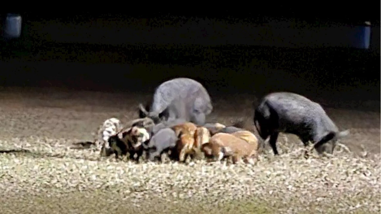 Kyle Grapples with Growing Feral Hog Population