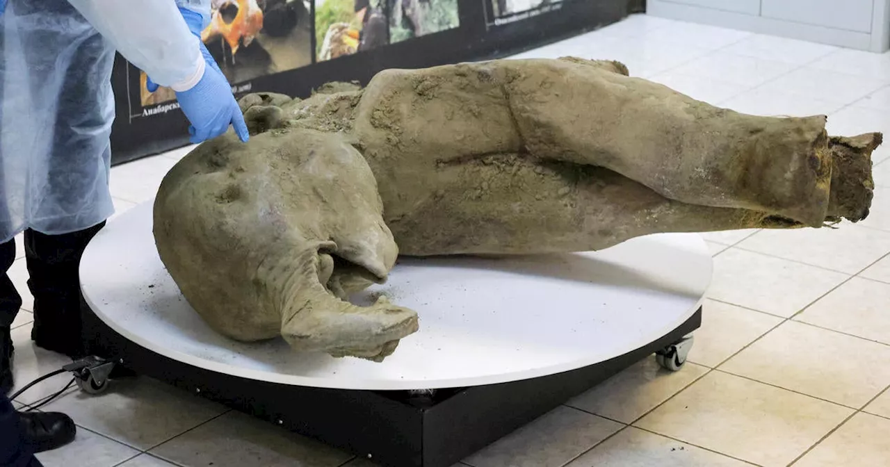 Remarkably Preserved 50,000-Year-Old Baby Mammoth Found in Siberia