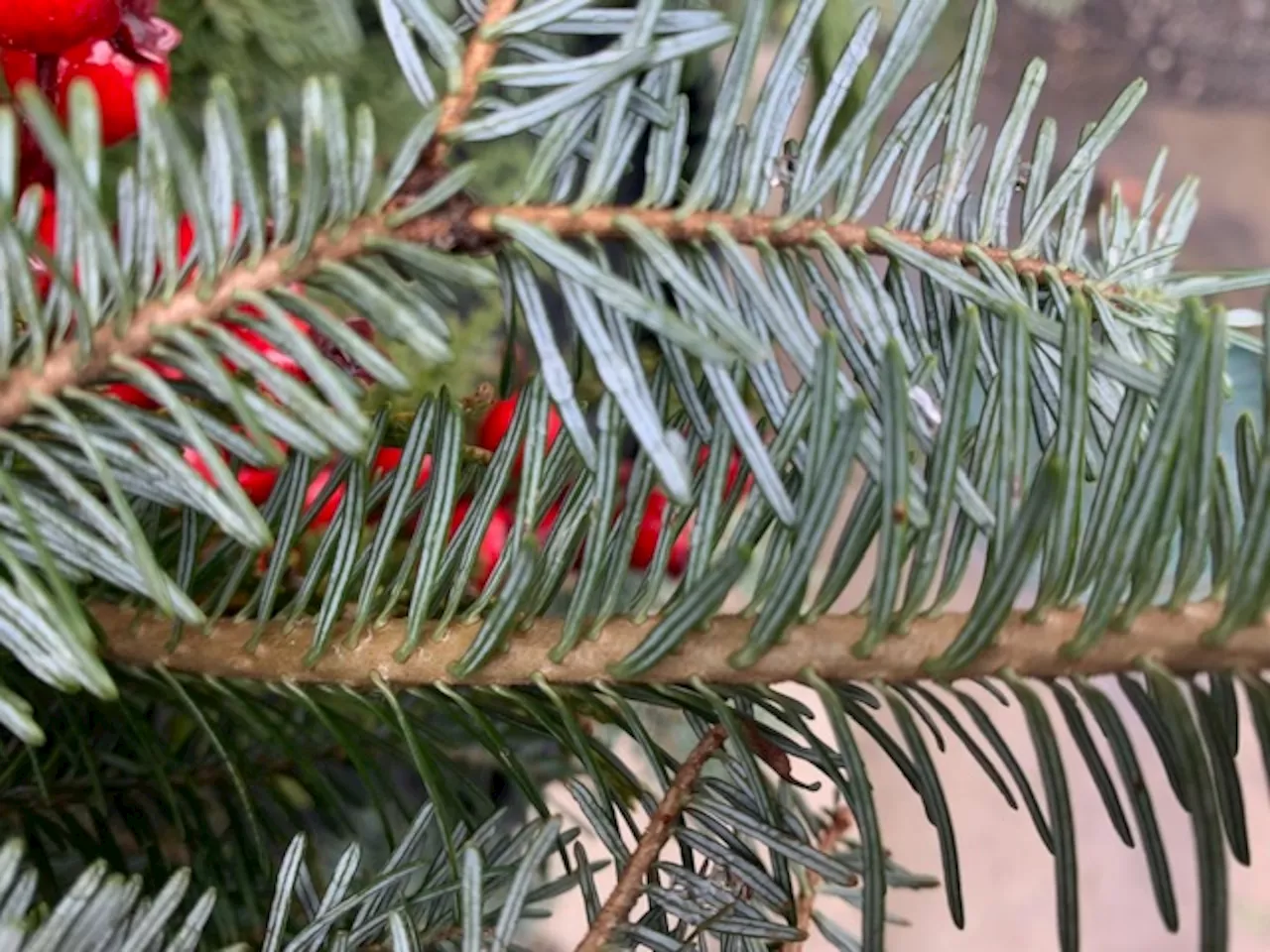 Conifers: The Unsung Heroes of Winter