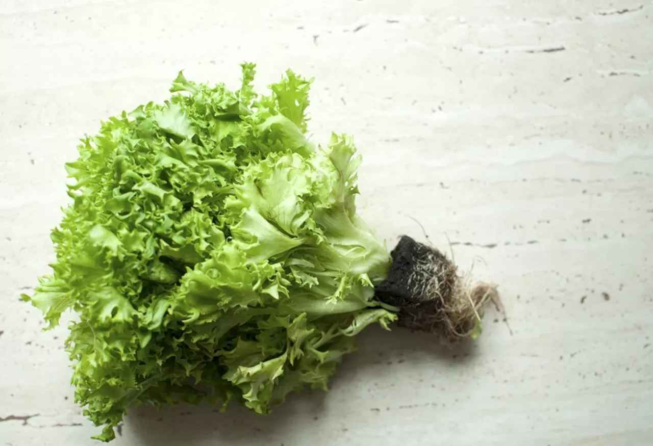 Curly Endive: A Winter Salad Staple