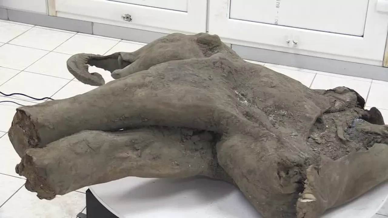 Fóssil de beb\u00e9 Mamute de 50 mil anos encontrado em Yakutia