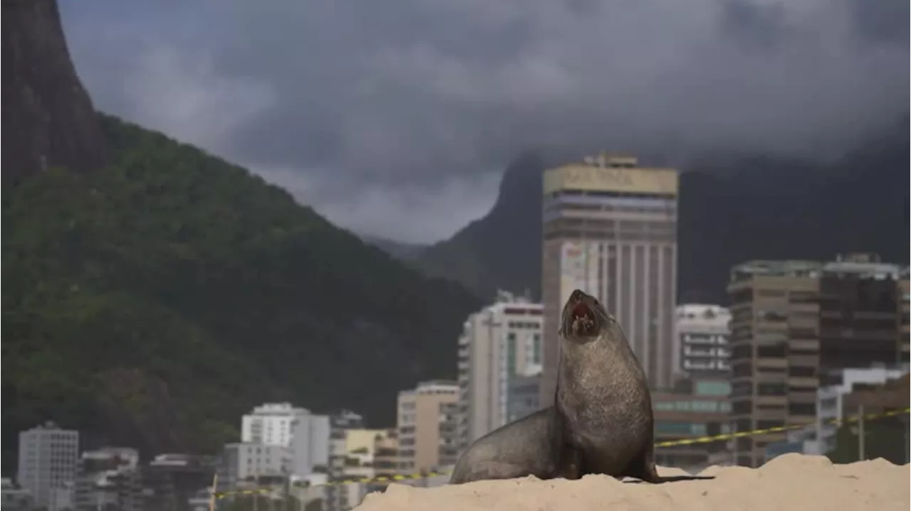 Joca, o Lobo-Marinho, Reaparece em Niterói e Maricá