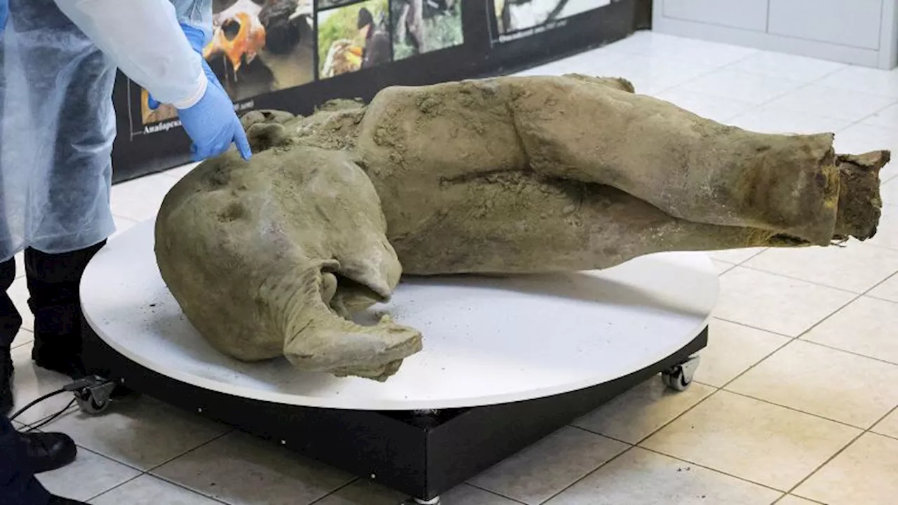 Incredibly Well-Preserved Baby Mammoth Carcass Found in Siberia