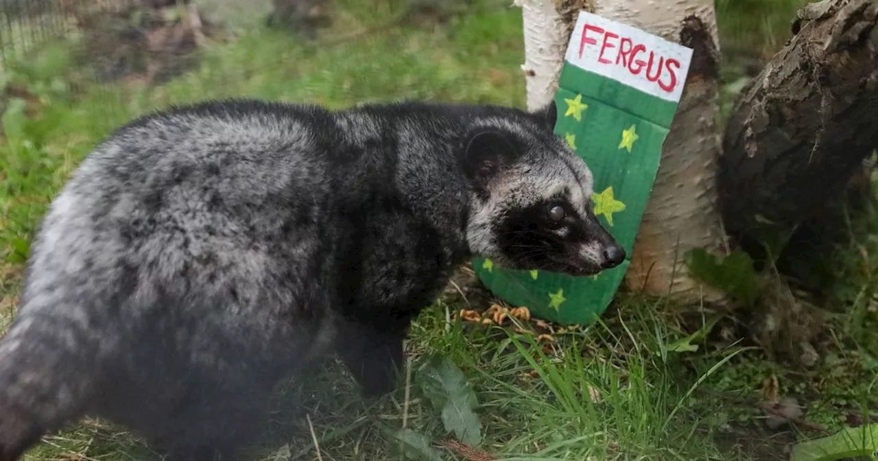 Edinburgh Zoo Animals Celebrate Christmas