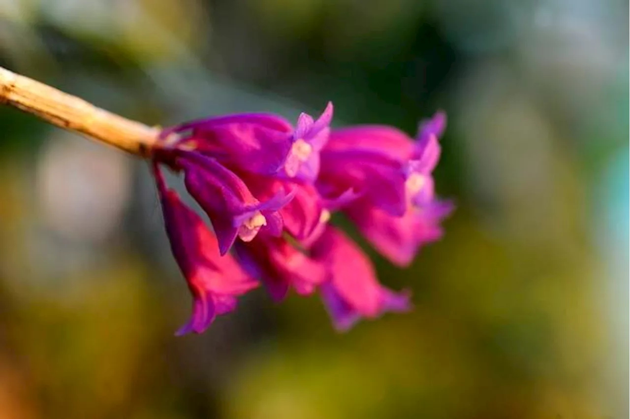 Stop and smell the orchids: Hundreds of flowers to bloom at Denver Botanic Gardens in January