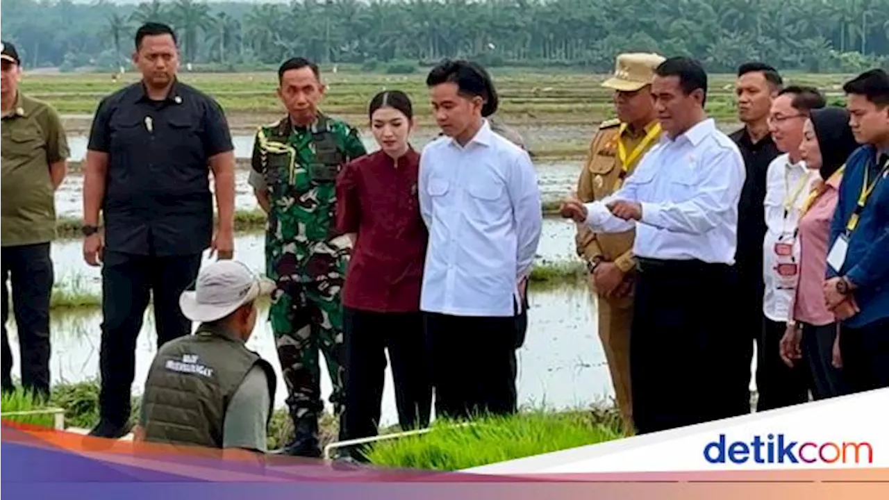 Wagub dan Mentan Pantau Penanaman Padi di Langkat