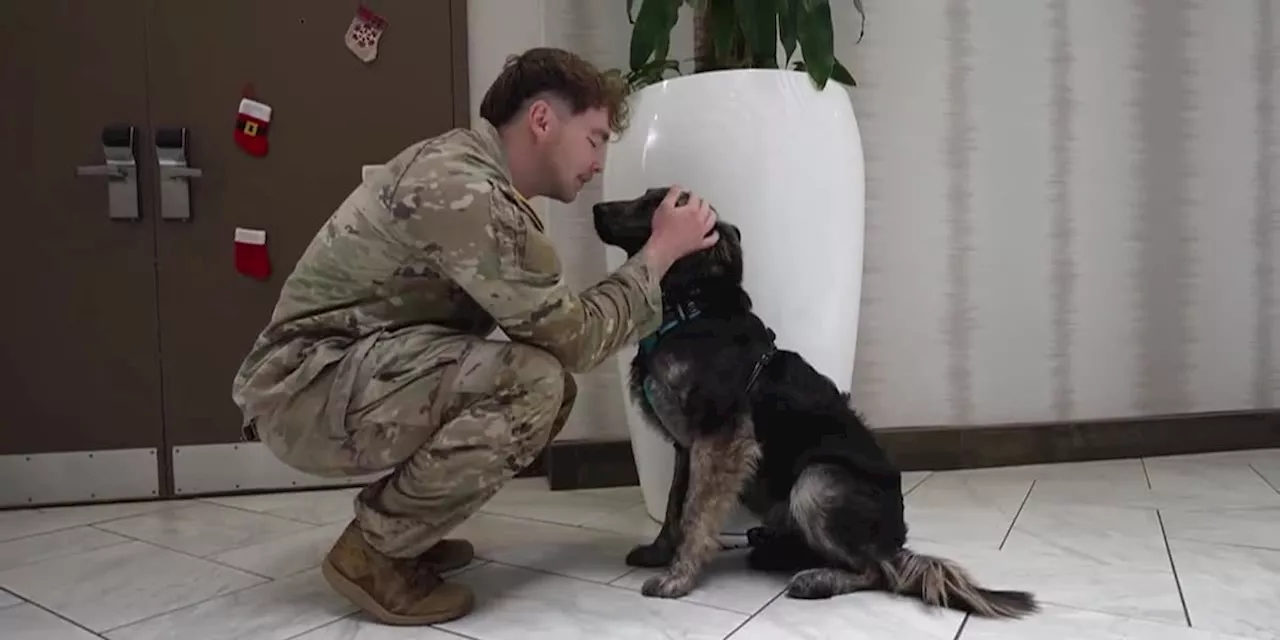 Army Vet Reunited with Dog Rescued in Kosovo