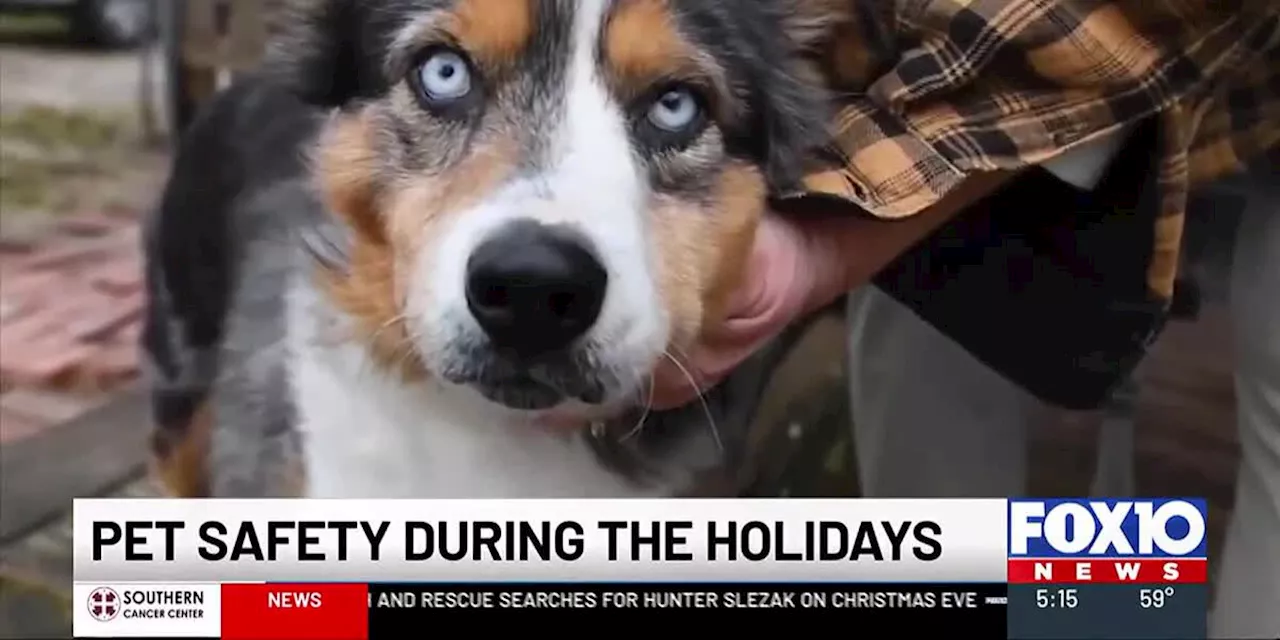 Avoiding holiday hazards to keep pets safe