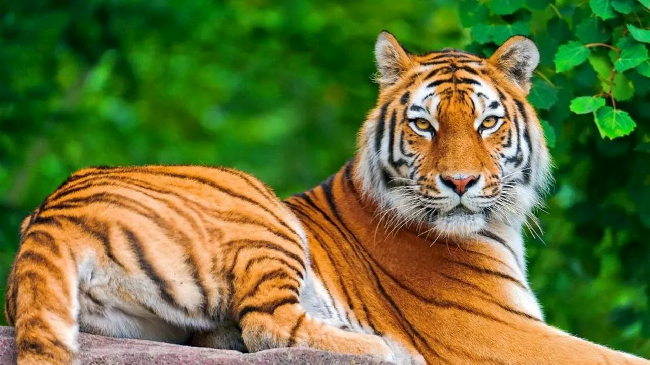 Bird Flu Outbreak Kills 20 Big Cats at Washington Sanctuary