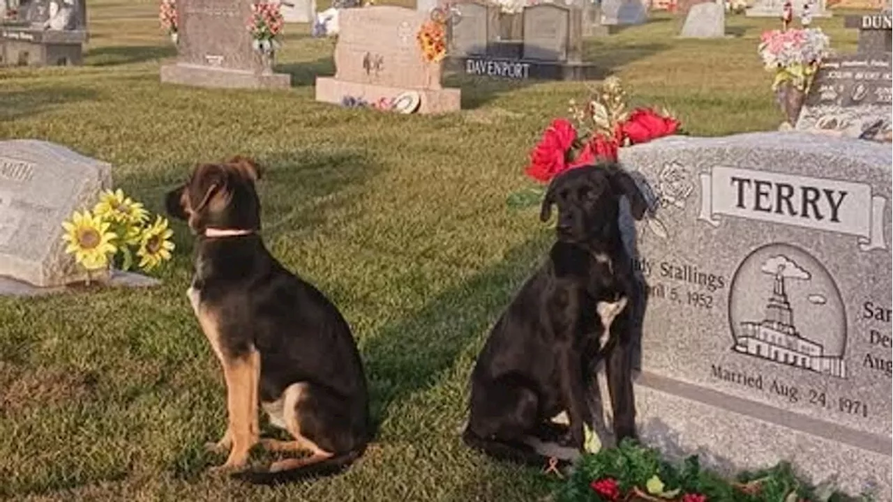 Abandoned Puppies Found Near Grave Bring Comfort to Family This Christmas