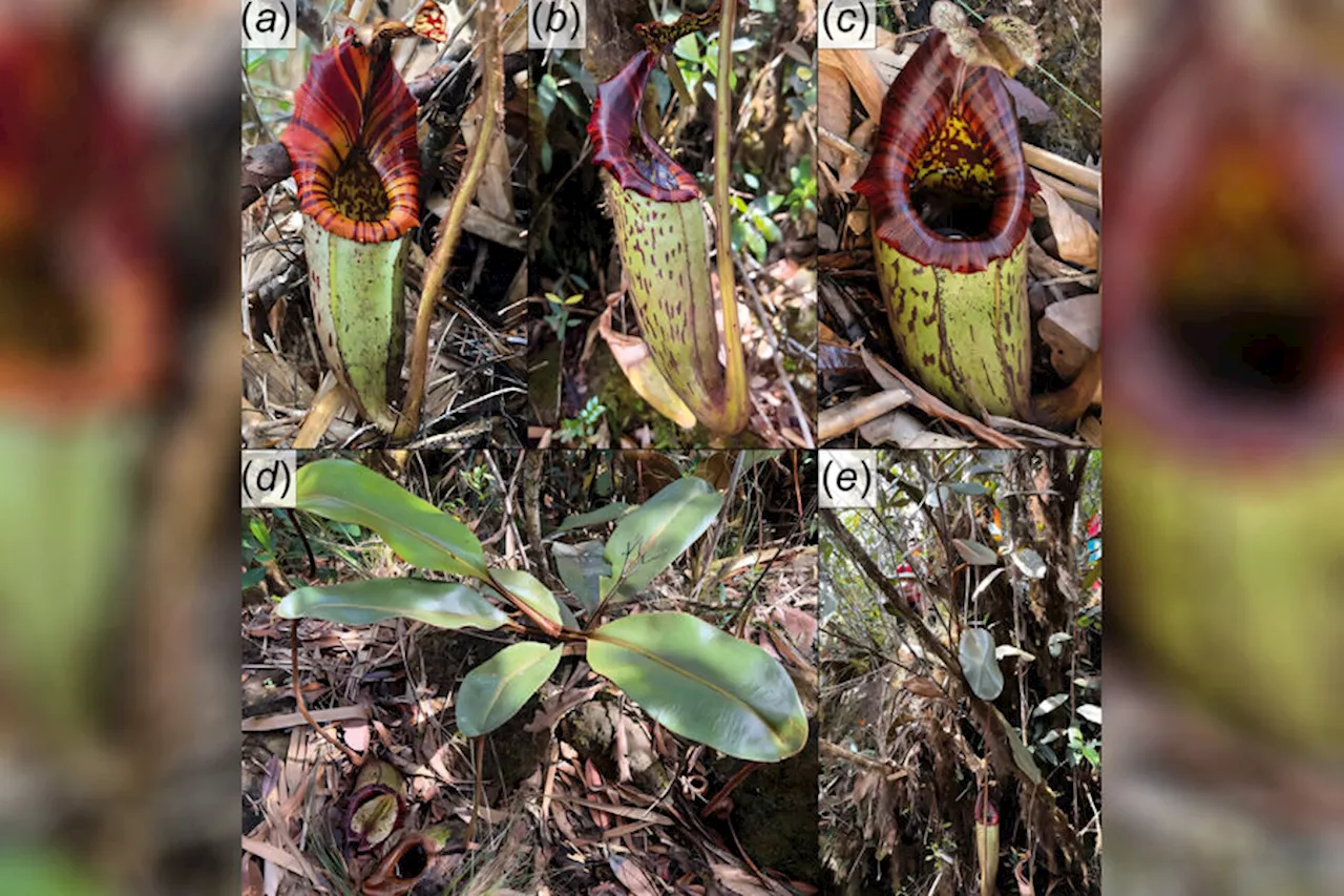 Новый вид непентисов найден на Борнео