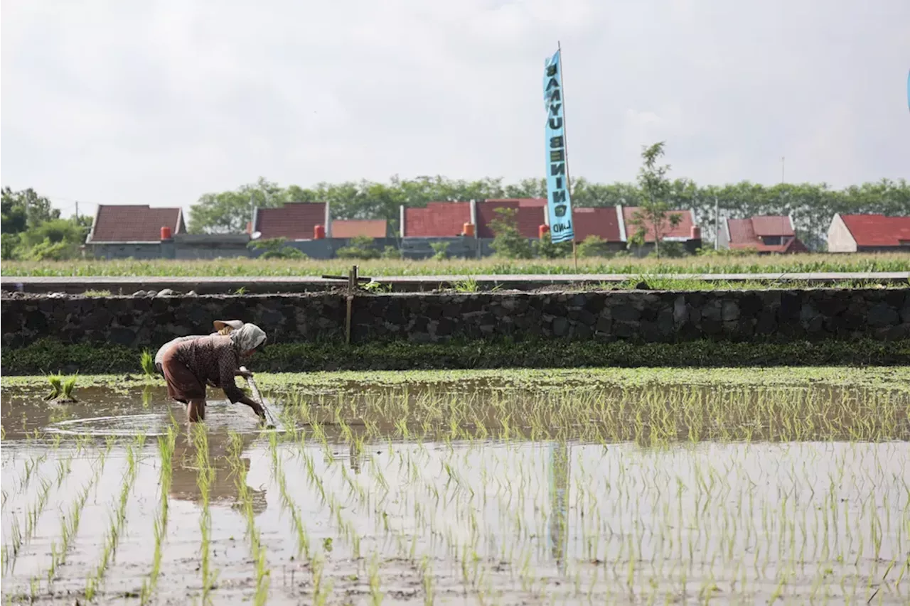 Indonesia Target Swasembada Beras 2027, Tantangan Konversi Lahan