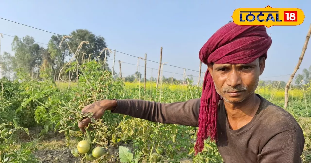 टमाटर की खेती से किसान कमा रहे लाखों रुपए