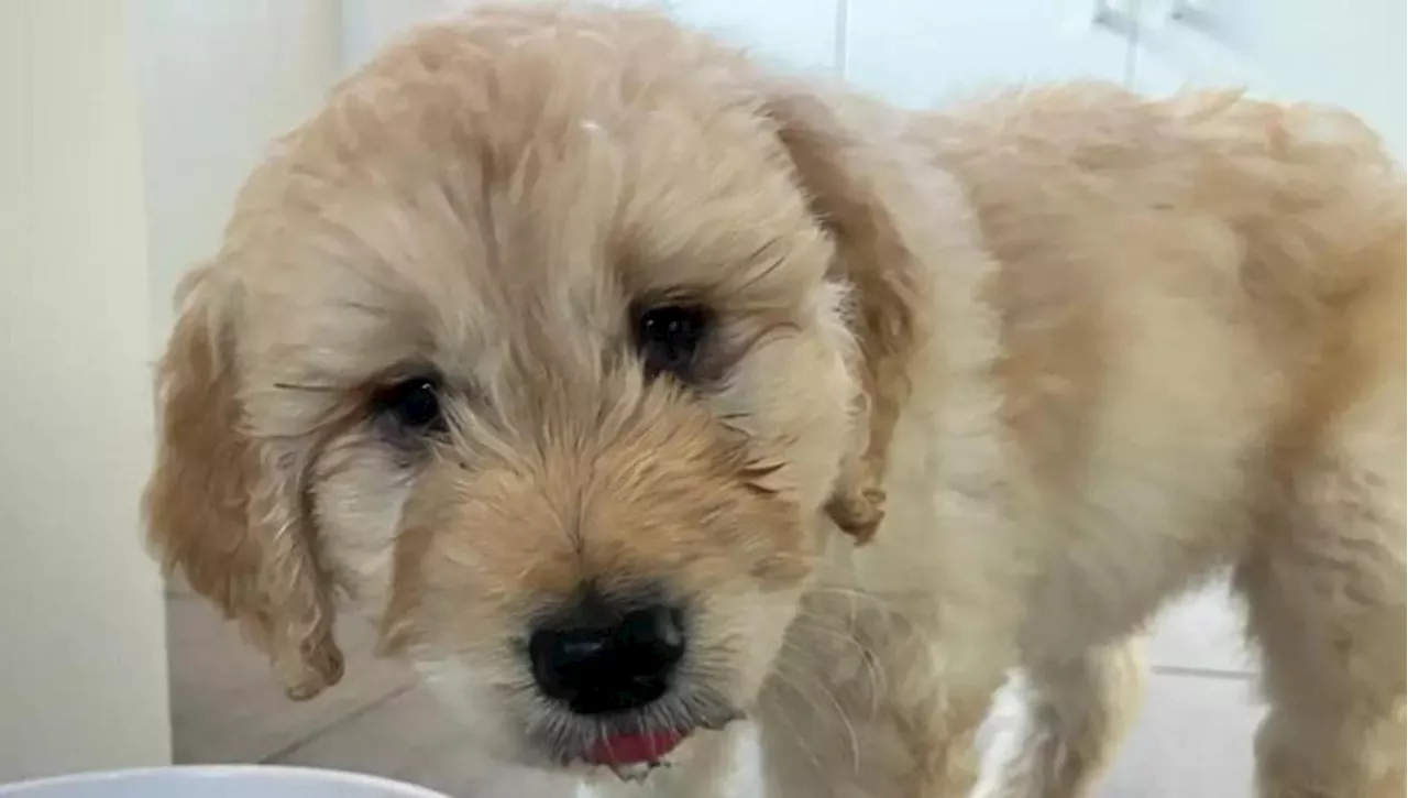 Il cane Toby trova la felicità grazie al veterinario che lo ha salvato