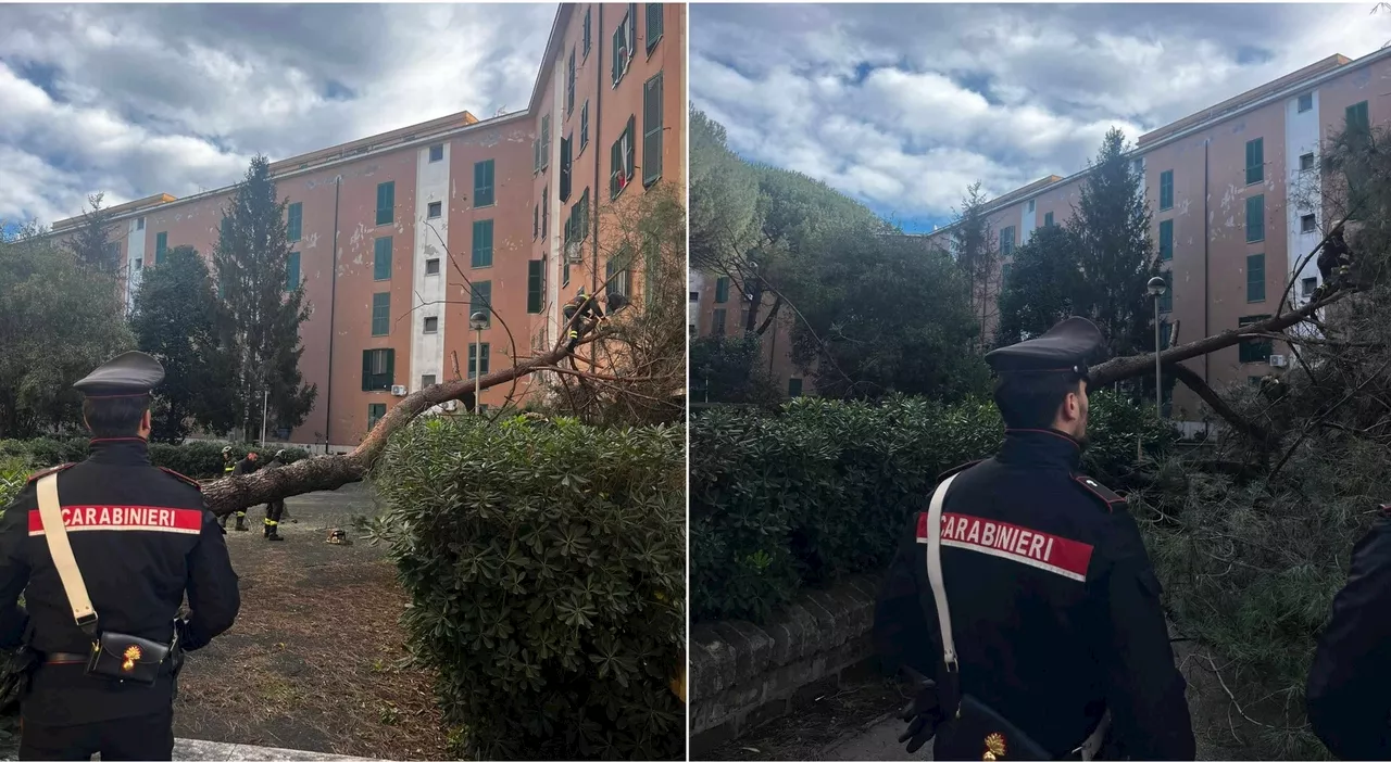 Forte Vento a Roma: Un Albero Crolla Su un Edificio, Tragedia a Colli Aniene