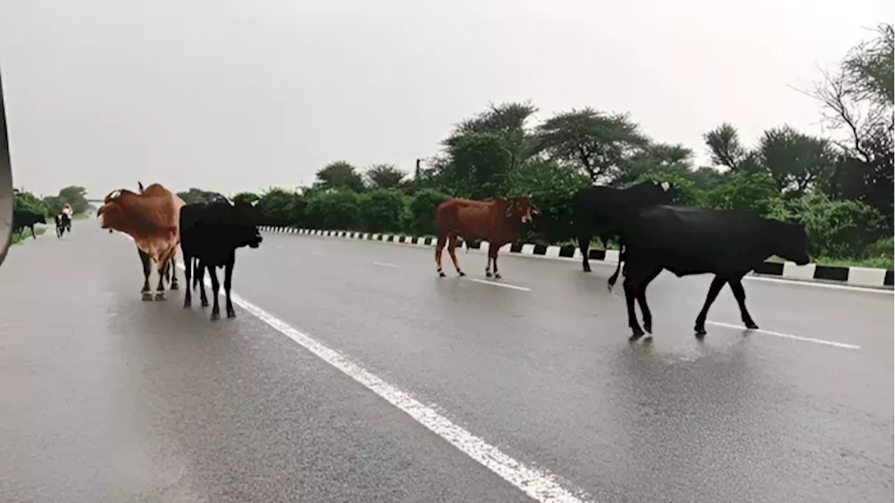 NHAI पशु आश्रयों के निर्माण से सड़क सुरक्षा को बढ़ावा देगा