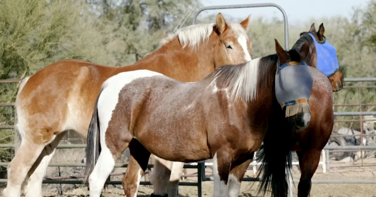 Horse Rescue Prepares for Fireworks Stress