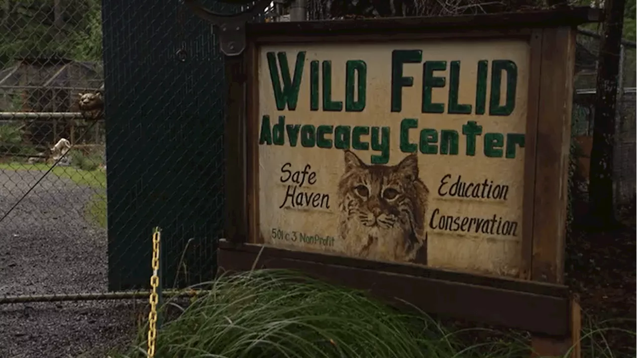 Bird Flu Kills 20 Big Cats at Washington Sanctuary