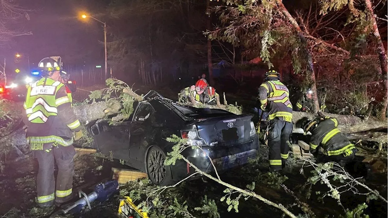 Tree Falls on Car, Trapping Two in Covington