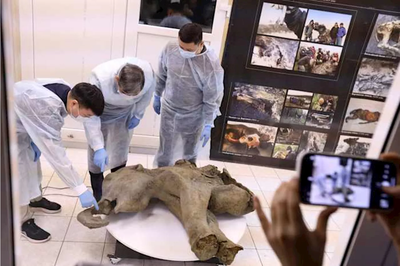 50,000-Year-Old Baby Mammoth Unearthed in Siberia