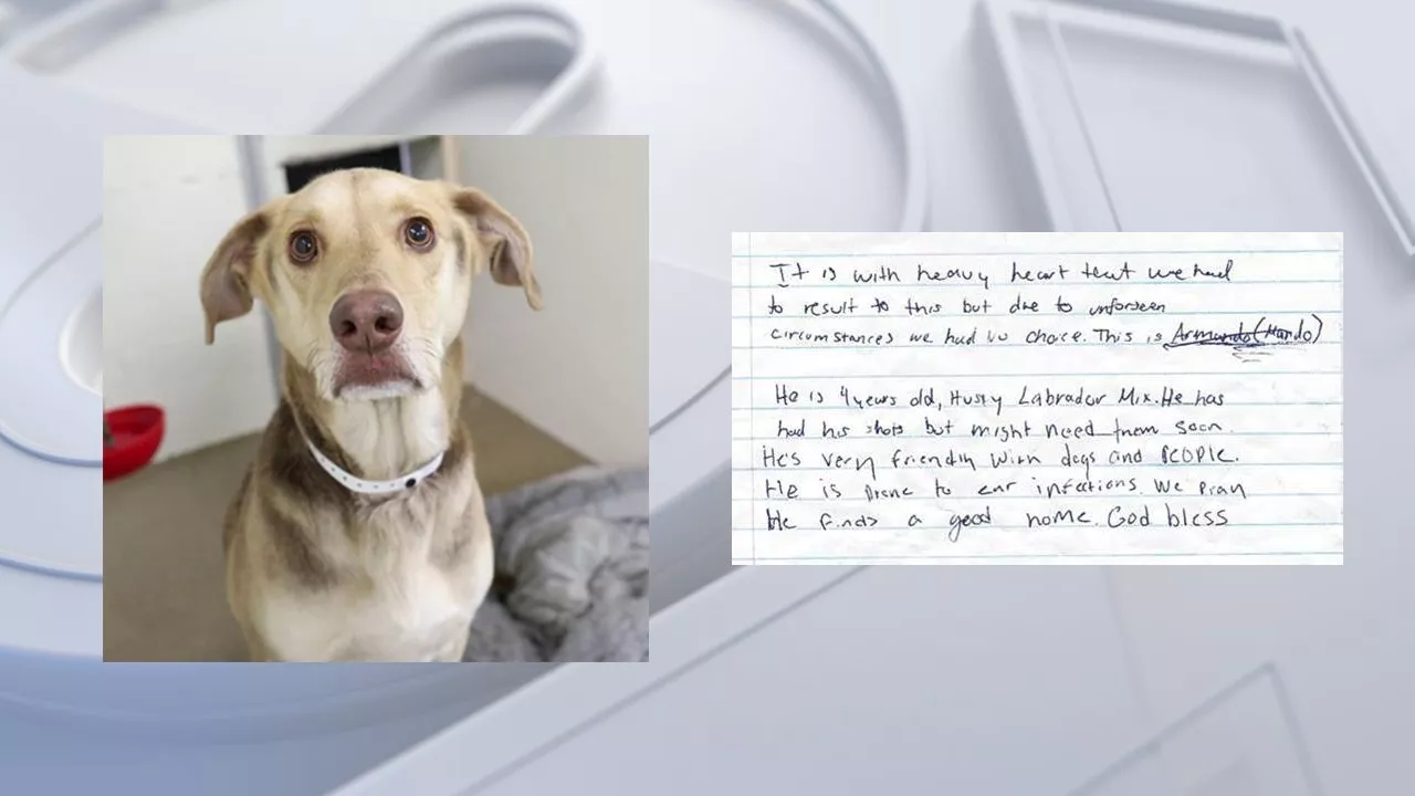 Abandoned Dog Left with Heartbreaking Note in Arizona Shelter Parking Lot