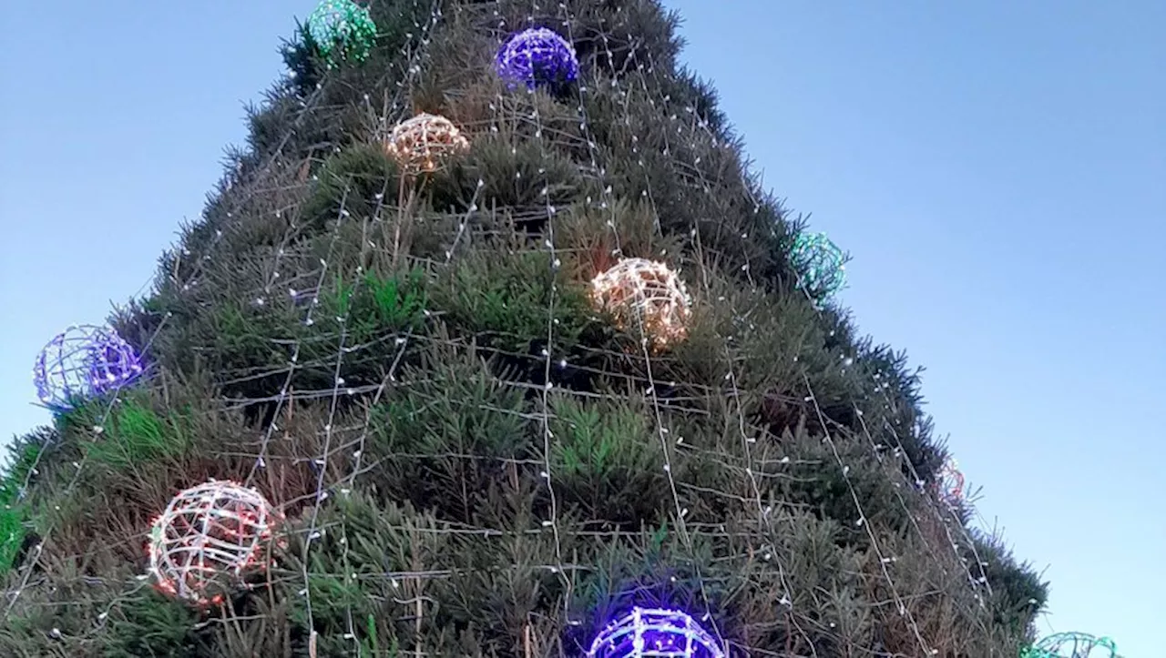 Collecte de Sapins de Noël à Seysses