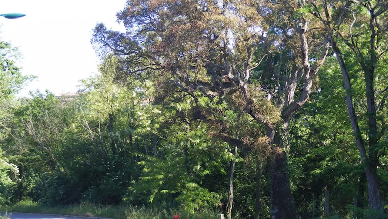 Le Chêne de Sainte-Germaine à Pibrac: Un Témoin du Temps